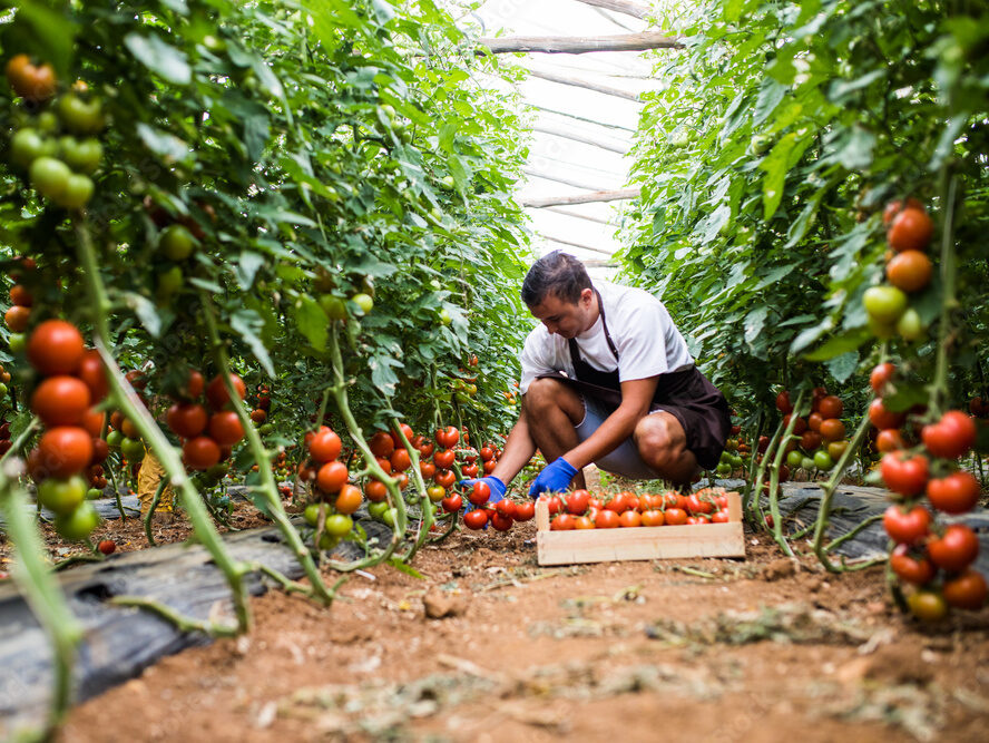 producteur de tomates